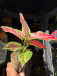 Aglaonema Pinky Promise | 9cm ceramic pot
