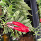 Aeschynanthus | Lipstick Plant
