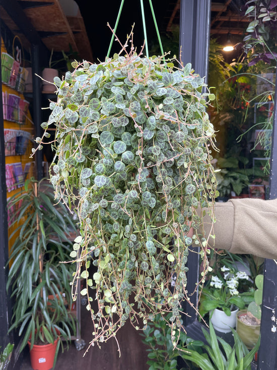 Peperomia Prostrata | String of Turtles | 14cm hanging pot