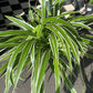 A Chlorophytum Comosum also known as a Spider plant in front of Urban Tropicana&