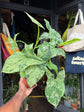 Syngonium podophyllum ‘Mottled’ | 12cm pot