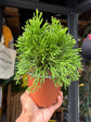 Rhipsalis Hatiora salicornioides | 12cm pot