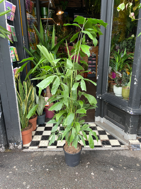 A Caryota Mitis also known as a Fishtail palm plant in front of Urban Tropicana&