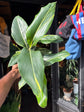 Alpinia Zerumbet Variegated | 14cm pot