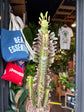 Euphorbia Trigona Rubra | 12cm pot