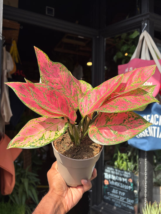 Aglaonema Lady Valentine | 12cm pot