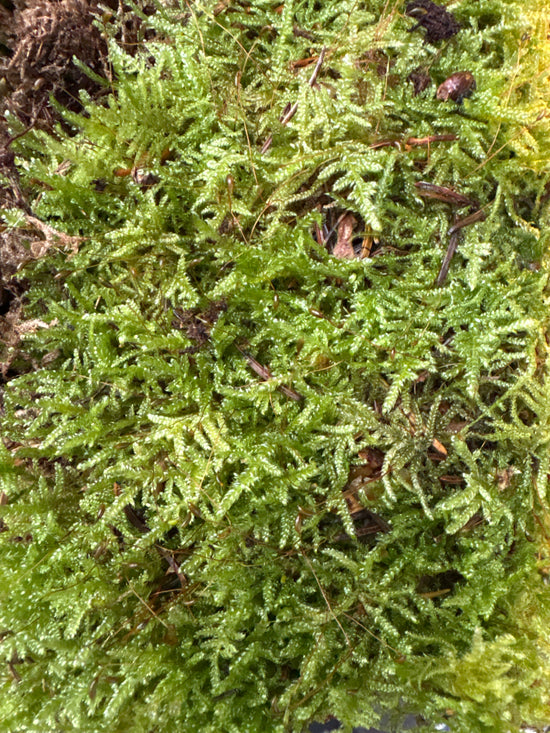 Flat Moss