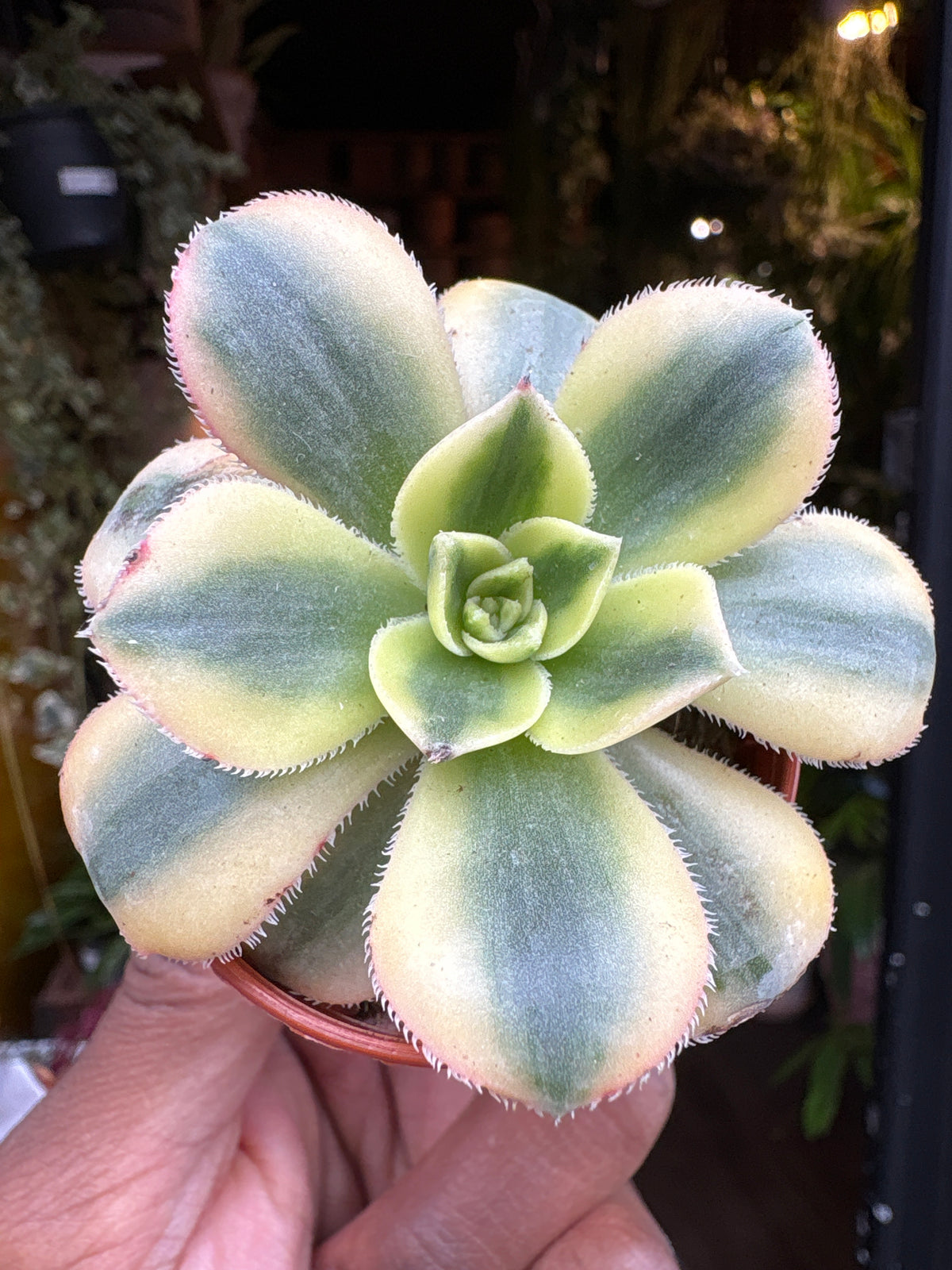 Aeonium Starburst | 5.5cm pot