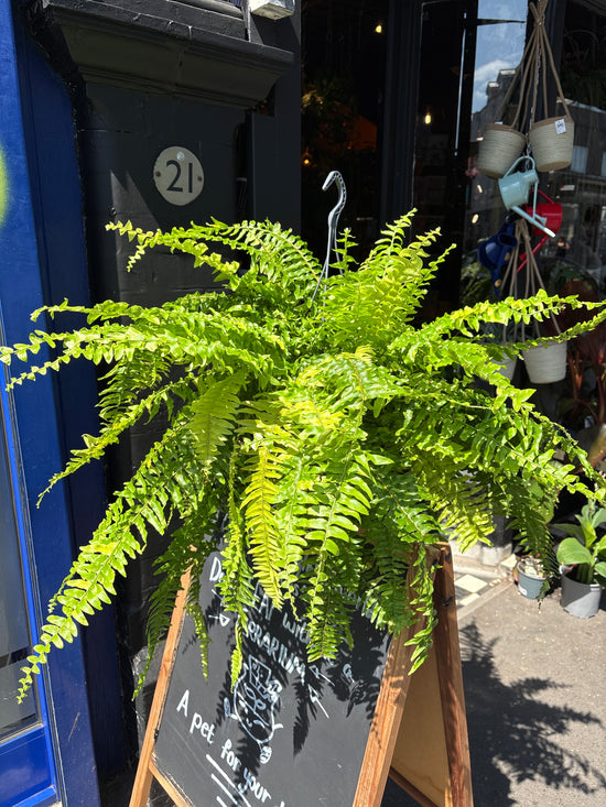 Nephrolepsis Exaltata ‘Tiger Fern’ | 20cm pot