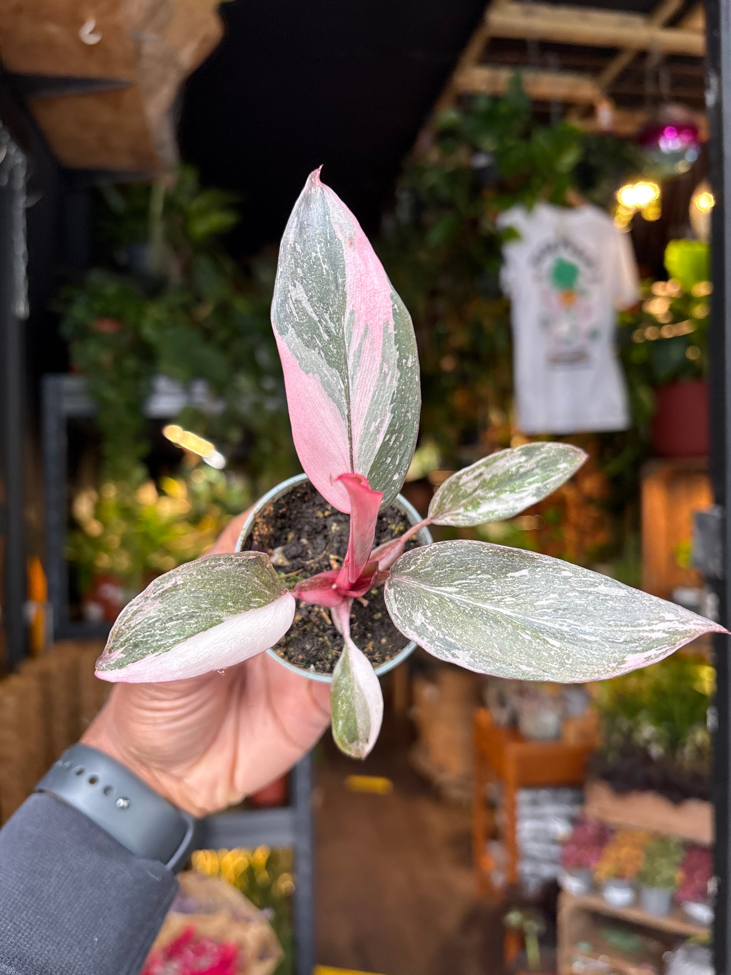 buy philodendron pink princess uk Philodendron Pink Princess Marble - House Plants