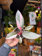 Philodendron Pink Princess Marble | 6cm pot