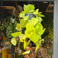 Philodendron Scandens Lemon Lime (17cm hanging pot)