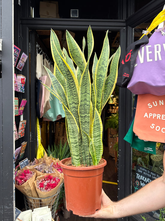 Sansevieria Laurentii | Snake Plant | 24cm pot