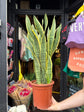Sansevieria Laurentii | Snake Plant | 24cm pot
