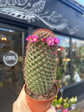 Mammillaria Ernestii | 8.5cm pot