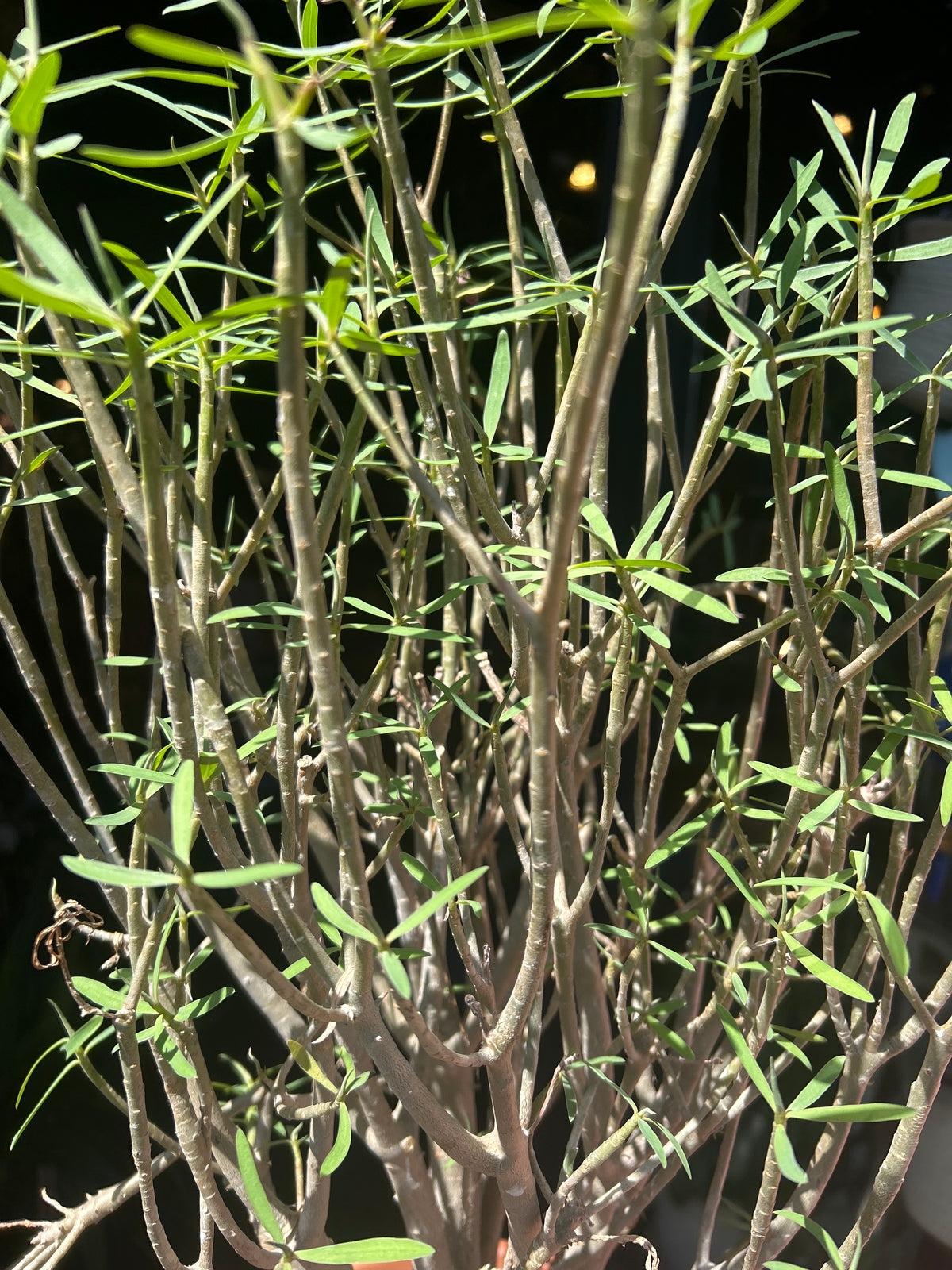 Euphorbia Balsamifera | 20cm pot