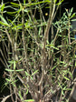 Euphorbia Balsamifera | 20cm pot