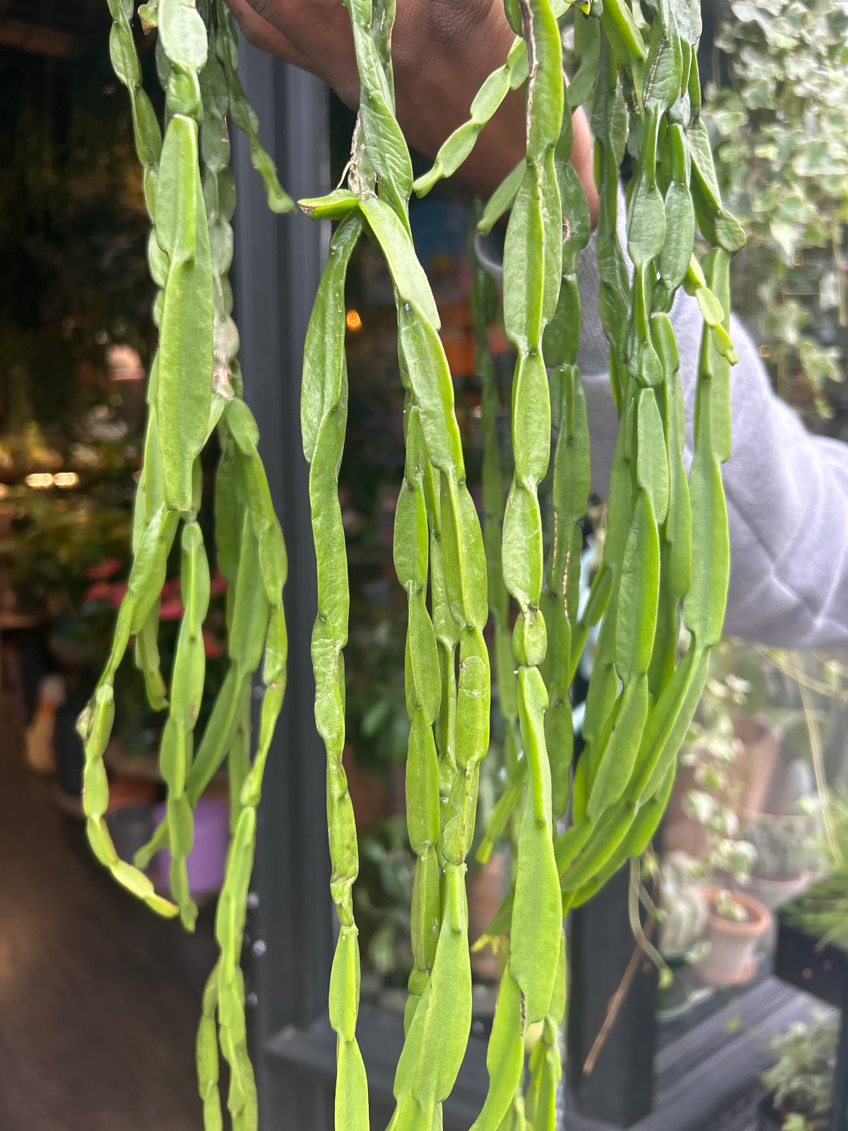 Rhipsalis Paradoxa | 14cm Hanging Pot