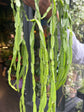 Rhipsalis Paradoxa | 14cm Hanging Pot