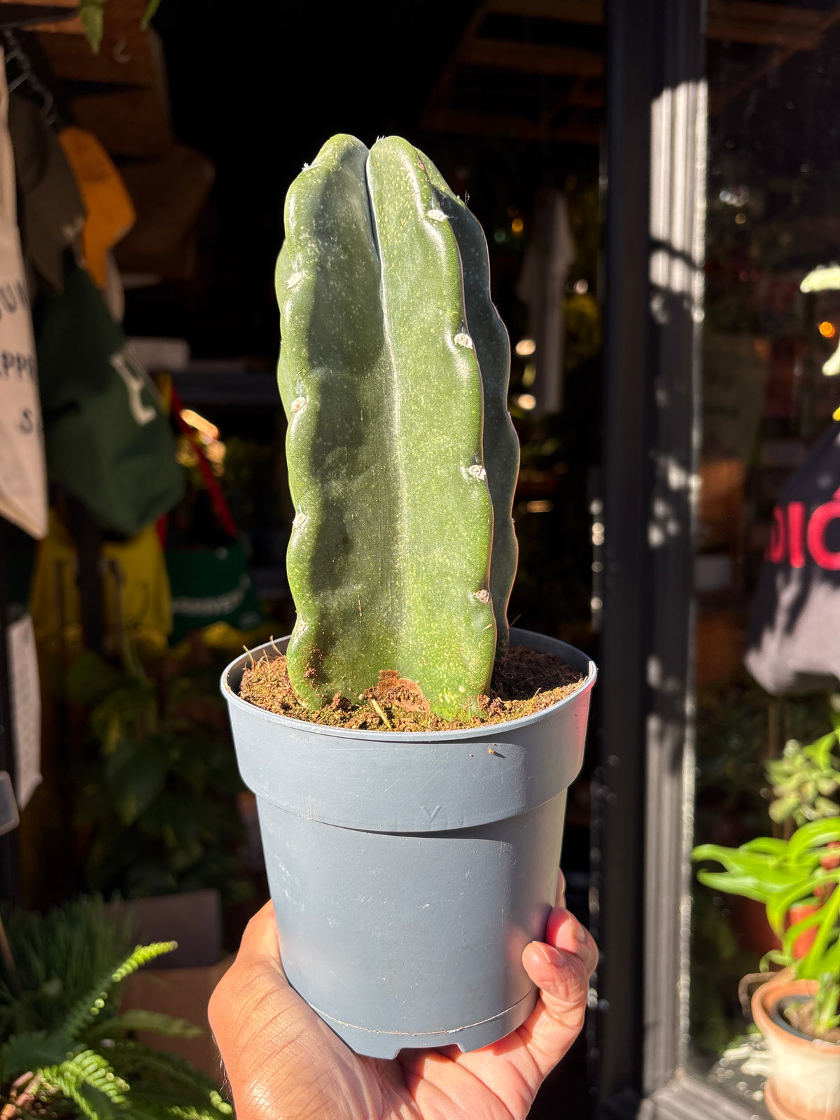 Cereus jamacaru | 12cm pot