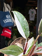 Philodendron Red Anderson | 11cm pot