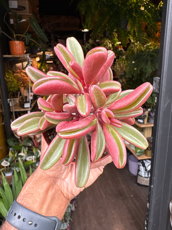 Peperomia Graveolens | 8.5cm pot