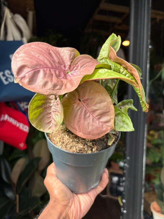 Syngonium Red Heart | 14cm pot
