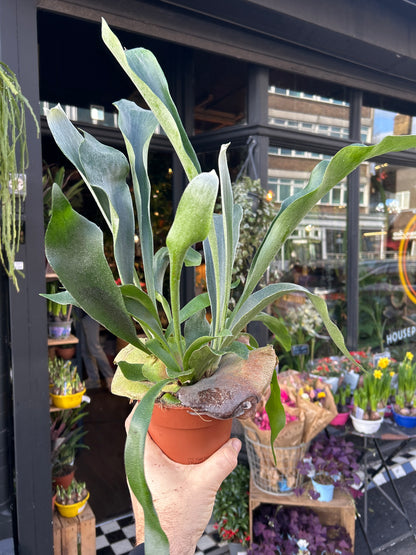 Platycerium Bifurcatum | 12cm pot