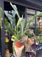 Platycerium Bifurcatum | 12cm pot