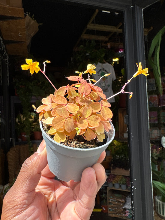 Oxalis Vulcan Gold | 6cm pot