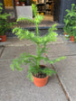 Araucaria Heterophylla | Norfolk Island Pine | 10cm pot