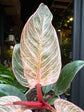 Philodendron Birkin ‘Pink Bikini’ | 10cm pot