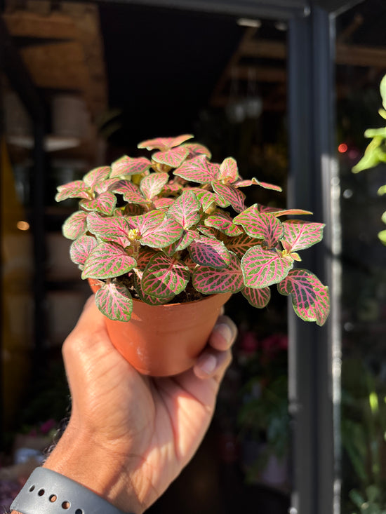 Fittonia Mistral | 8.5cm pot