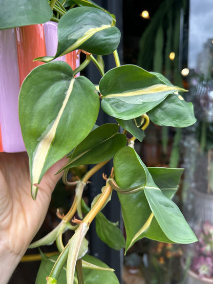 Philodendron Scandens Rio | 12cm pot