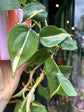 Philodendron Scandens Rio | 12cm pot