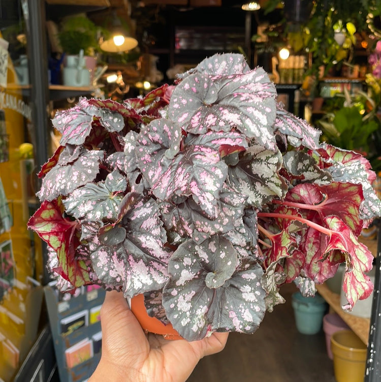 A Begonia Cumbia plant also known as a Painted Leaf Begonia in front of Urban Tropicana&