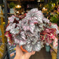 A Begonia Cumbia plant also known as a Painted Leaf Begonia in front of Urban Tropicana&
