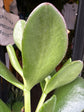 Crassula Ovata | 13cm pot