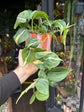 Philodendron Scandens Rio | 12cm pot