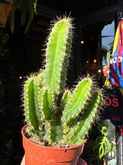 Cereus Peruvianus Florida | 5.5cm pot