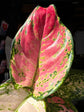 Aglaonema Pinky Promise | 9cm ceramic pot