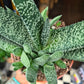 A Gasteria Verrucosa plant also known as a Rice Gasteria in front of Urban Tropicana&