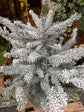 Picea Omorika Xmas Tree | 21cm pot
