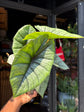 Alocasia Platinum | 14cm pot