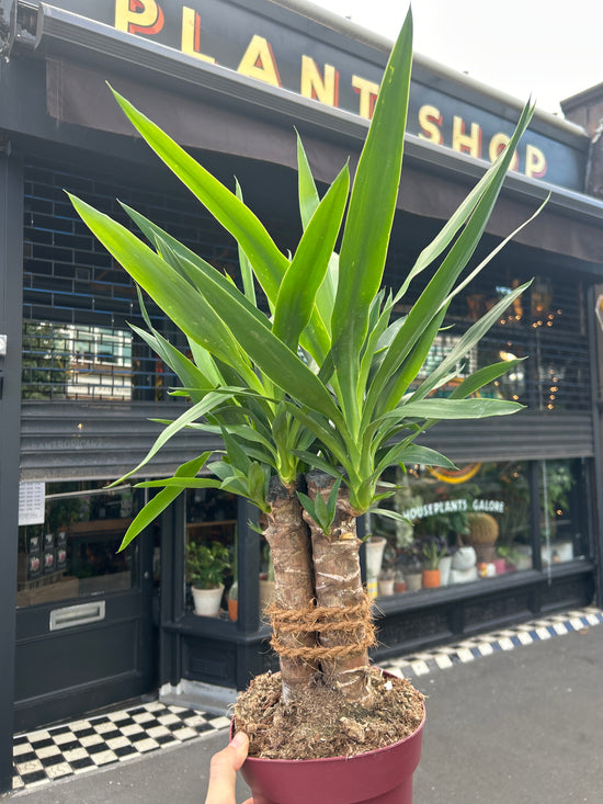 Yucca Elephantipes | 19cm pot