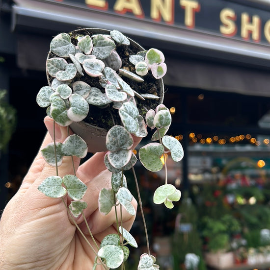 A Ceropegia Woodii Variagata plant also known as a Variegated String Of Hearts in front of Urban Tropicana&