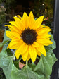 Sunflower | 12cm pot