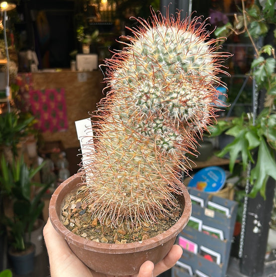 Mammillaria bombyciria | 16cm pot