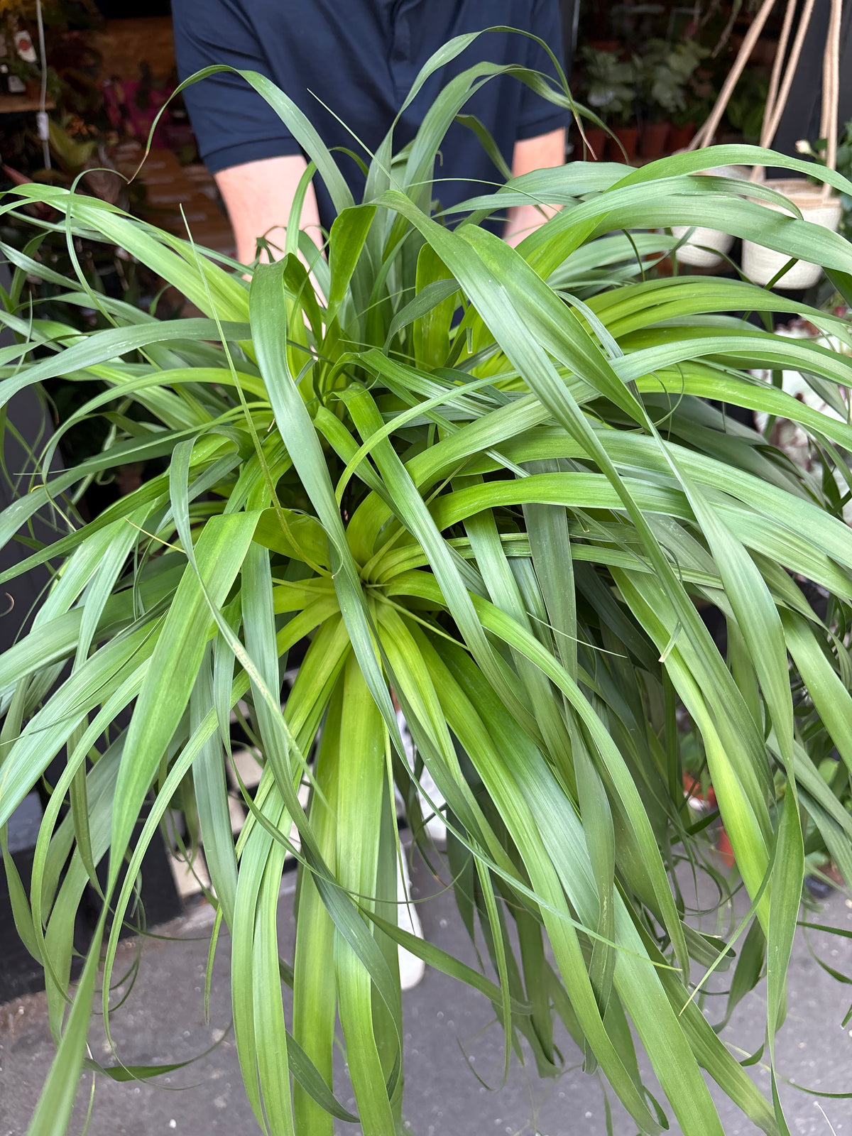 Beaucarnea Recurvata | 27cm pot