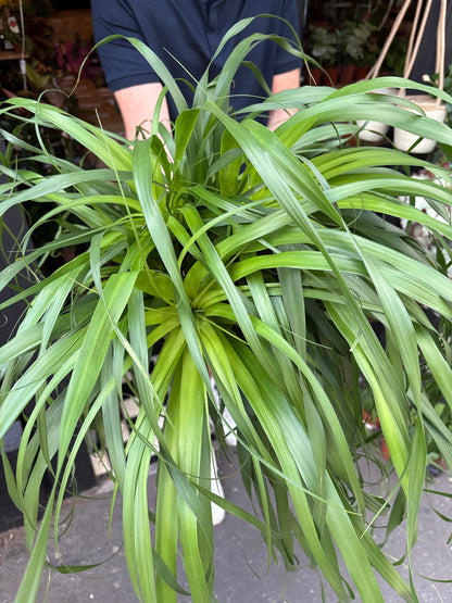 Beaucarnea Recurvata | 27cm pot